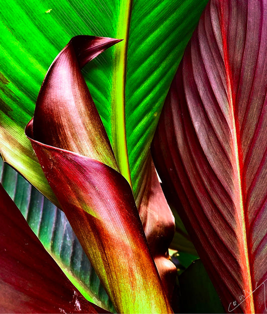 Vibrant tropical art print by Corina Ioana, featuring lush greens and maroons, with unfolding leaves, capturing a sunny paradise. Available in limited edition on canvas, metal, or giclee.