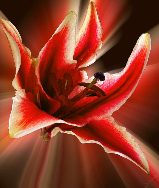 Close-up of a Stargazer Lily with delicate pistil, vibrant colors, and floral details, showcasing elegance and beauty. Available as a limited edition art print in canvas, metal, or giclee.