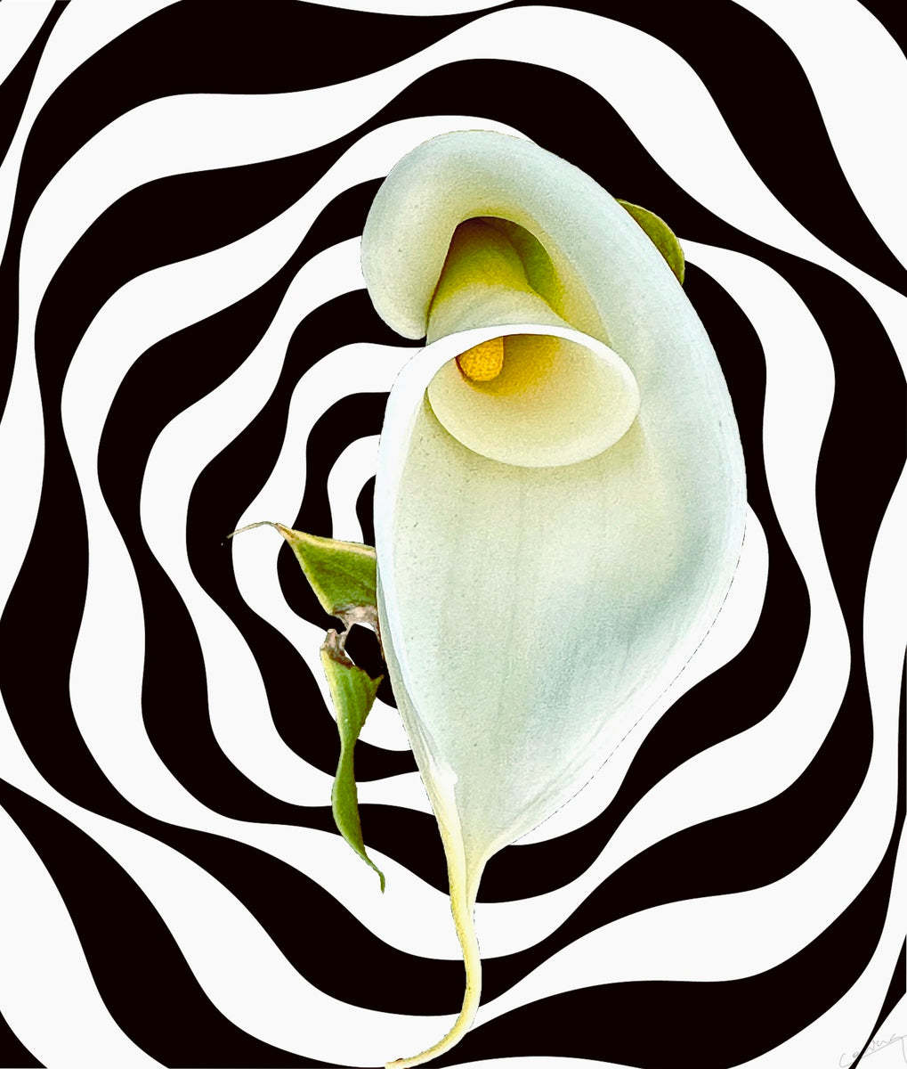 White Calla Lily symbolizing purity, innocence, and grace, with delicate petals evoking calm and serenity.