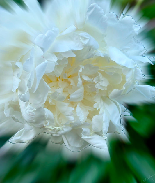 Close-up of vibrant peonies with delicate details, evoking romance and nostalgia, capturing timeless elegance and beauty in a floral art piece.