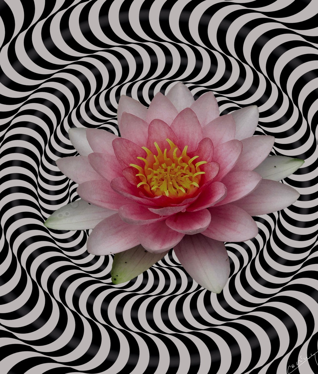 Elegant black and white striped water lily, symbolizing calm and purity, creating a serene and tranquil atmosphere.