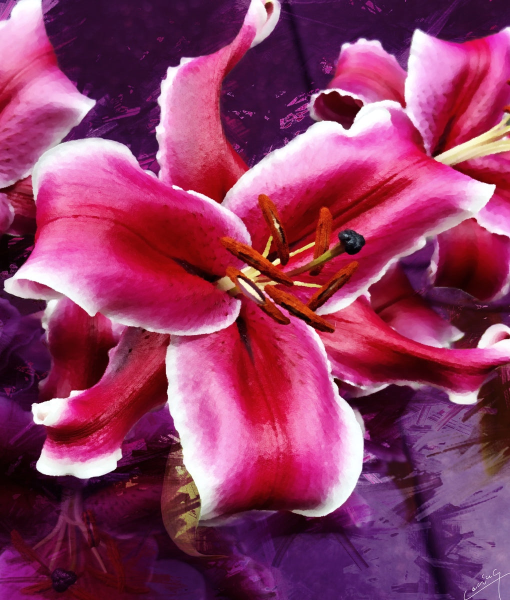 Stunning Stargazer lilies with deep pink, blush, and purple petals, showcasing nature's beauty and vibrant elegance.