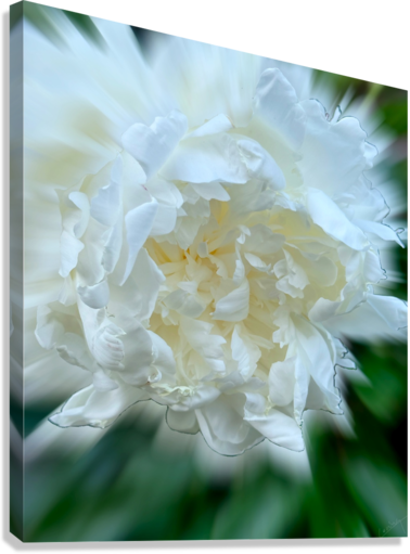 Giclée Stretched Canvas Print