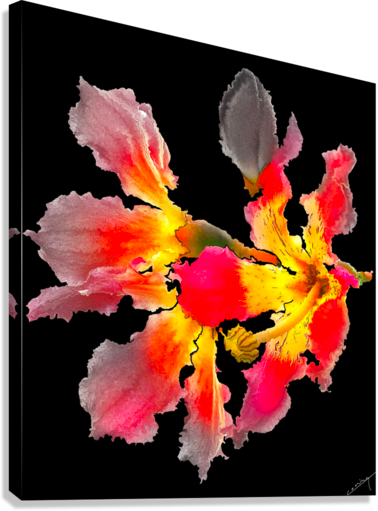 Giclée Stretched Canvas Print